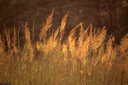 Indian Grass