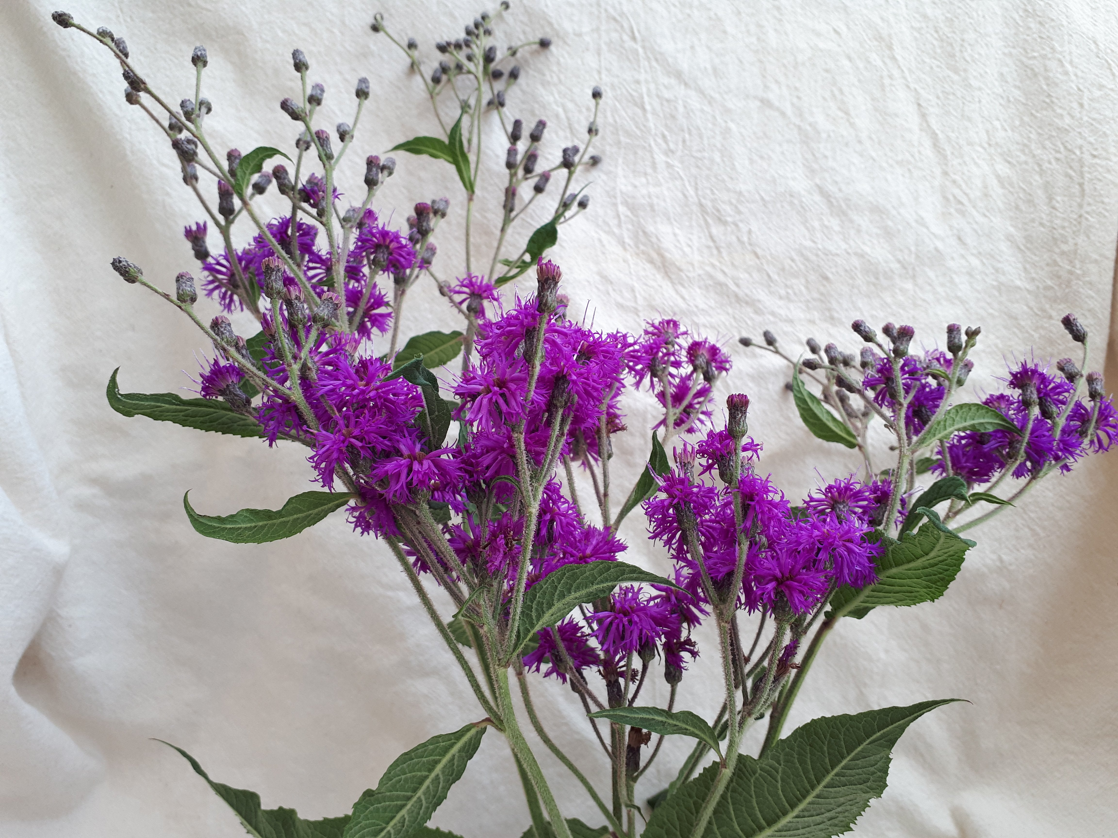 Ironweed