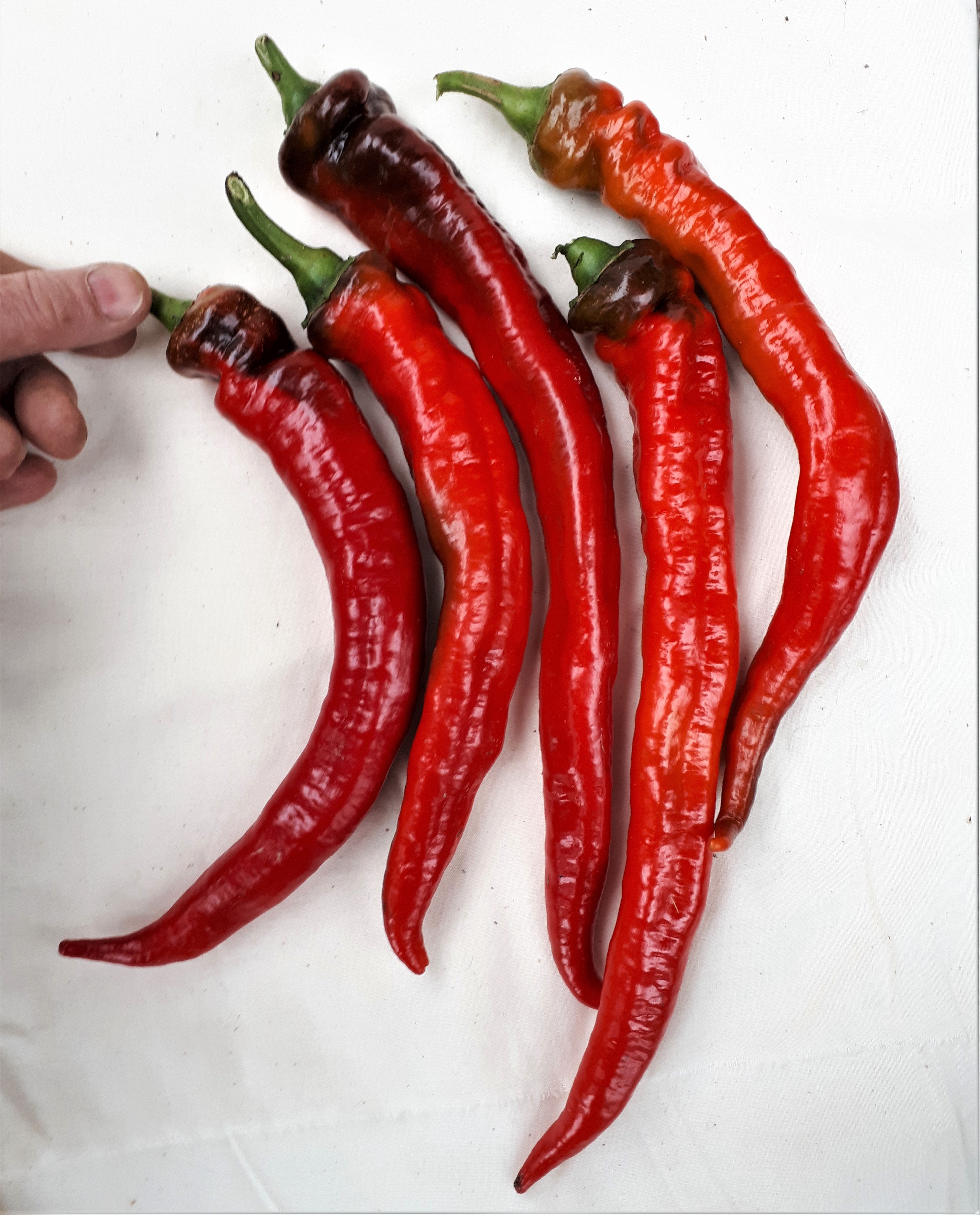 pepper jimmynardelloedit_2b3b343a-