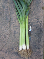 King Richard Leek