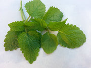 Lemon Balm
