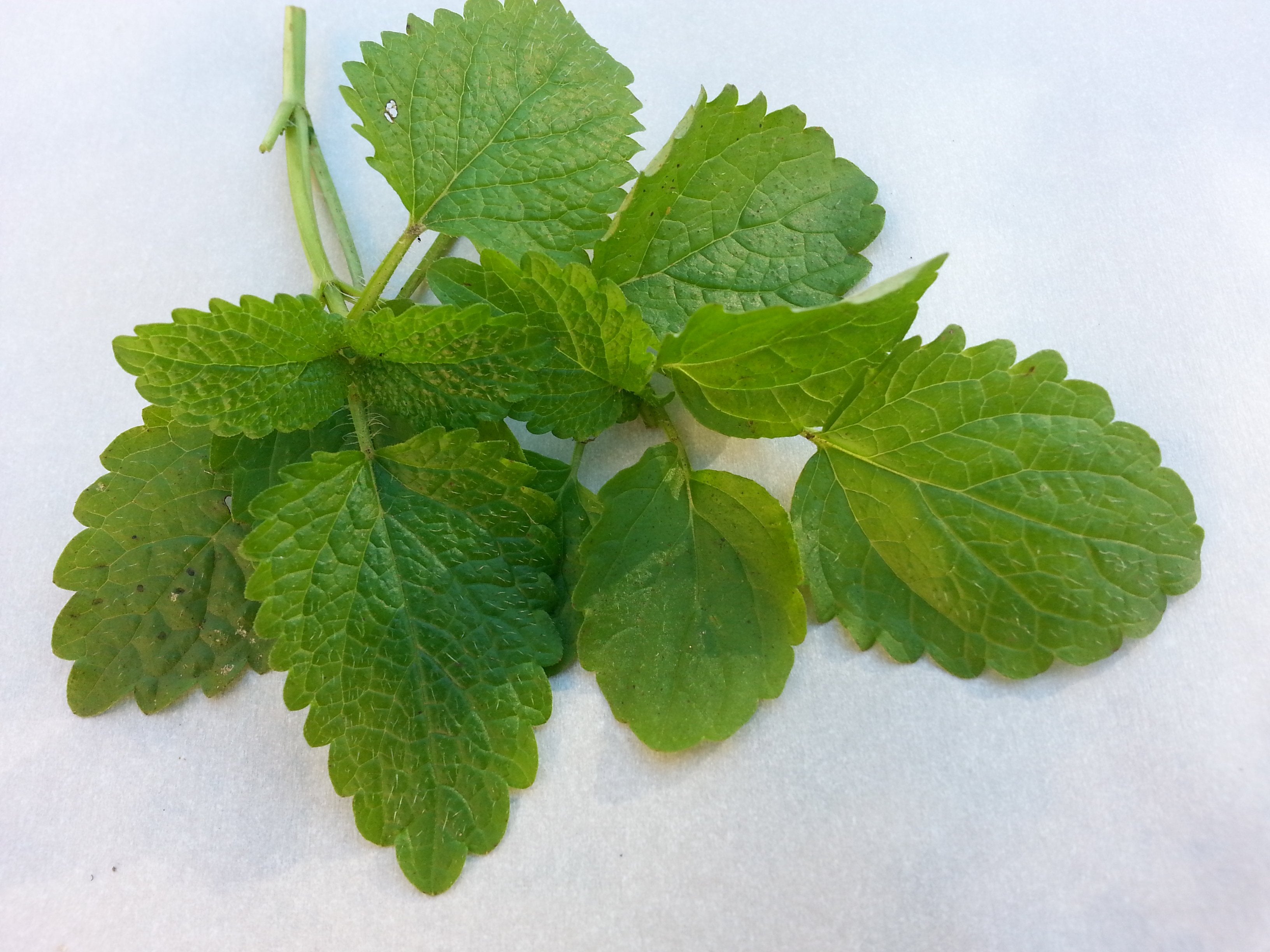 Lemon Balm