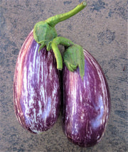 Listada de Gandia Eggplant