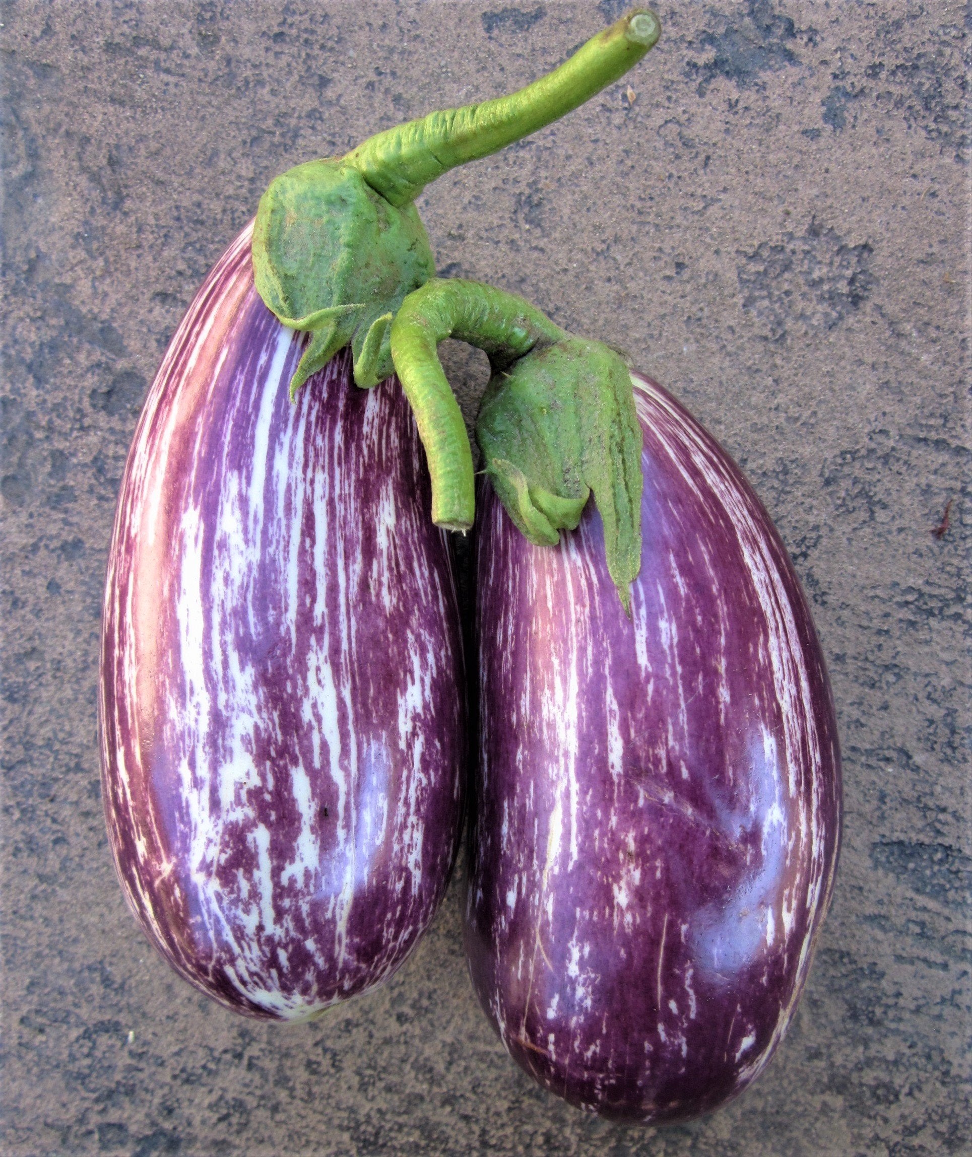 Listada de Gandia Eggplant