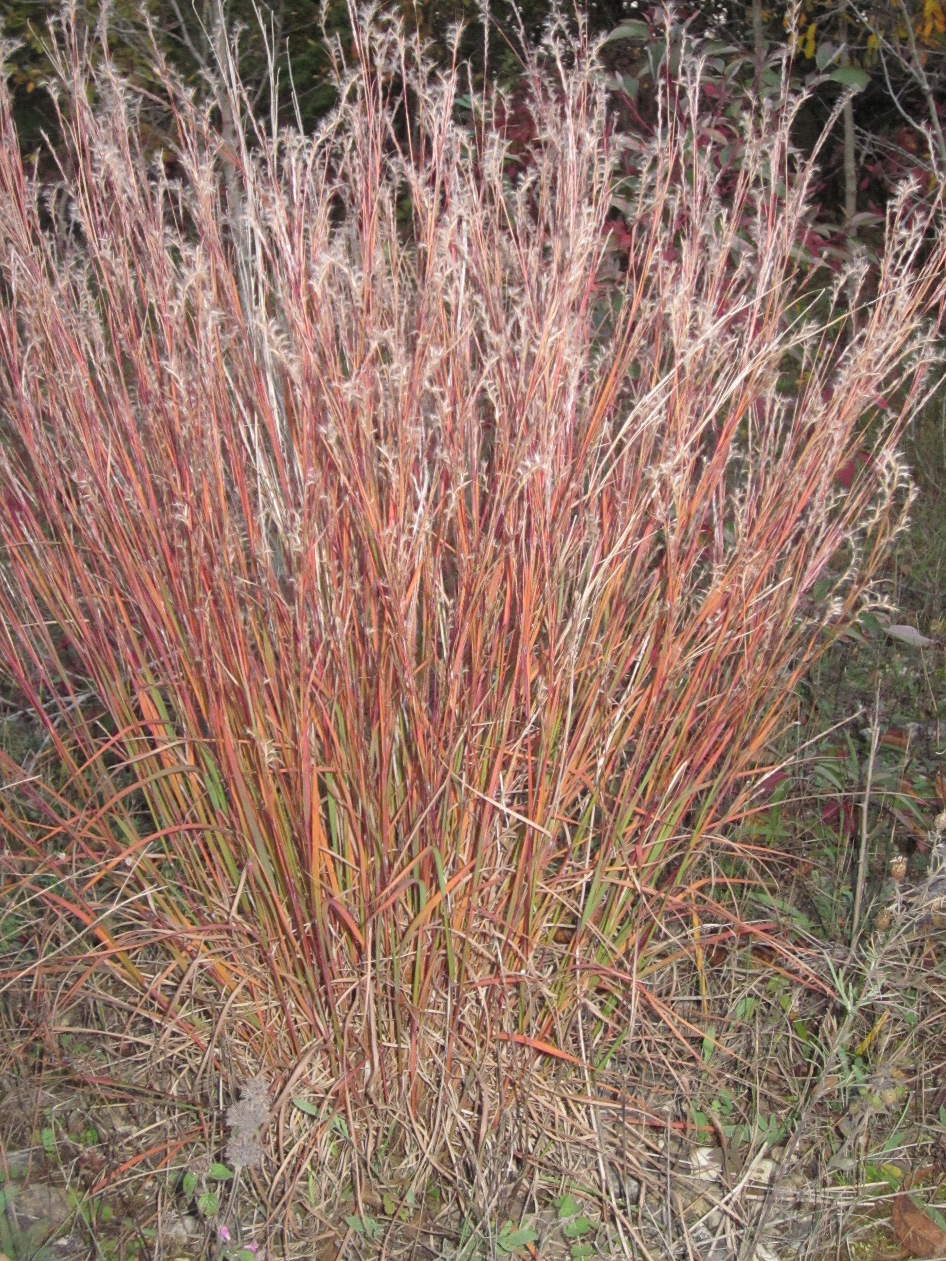 Little Bluestem