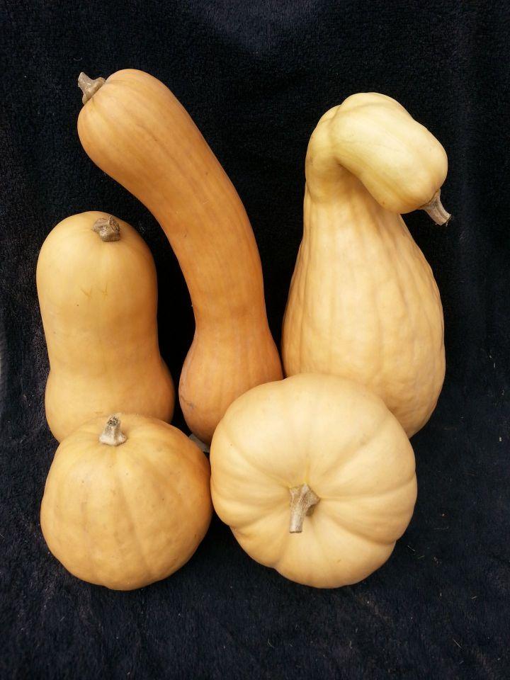 Lofthouse Landrace Moschata