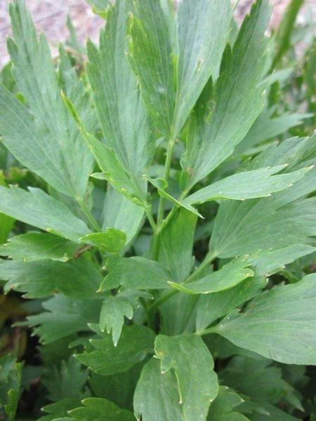 Lovage