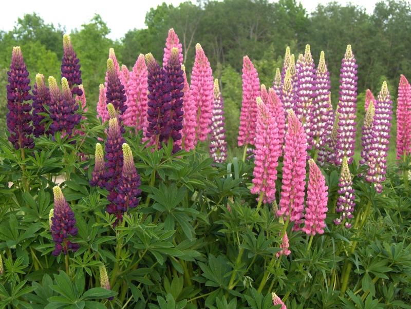 Lupine Mix
