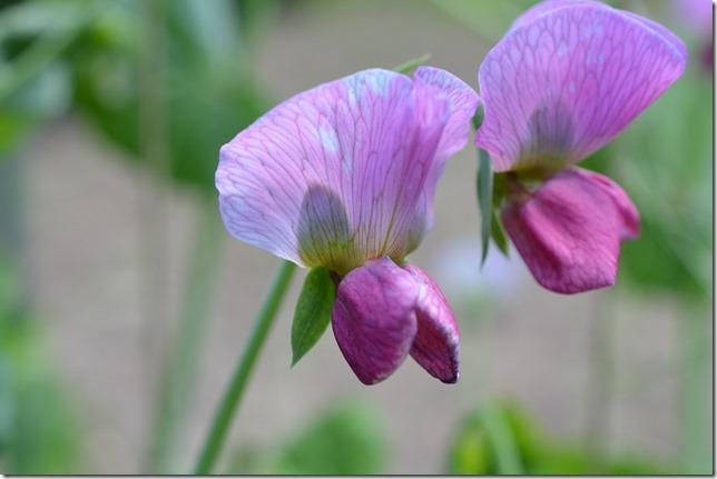 Magnolia Blossom Snap Pea