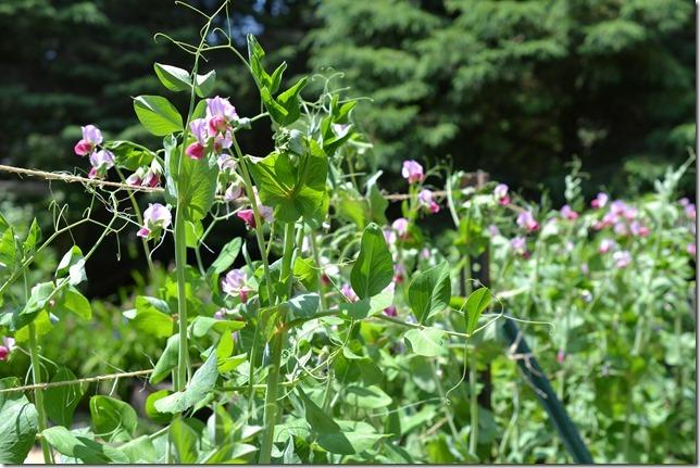 Magnolia Blossom Snap Pea
