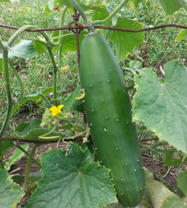 Marketmore 76 Cucumber