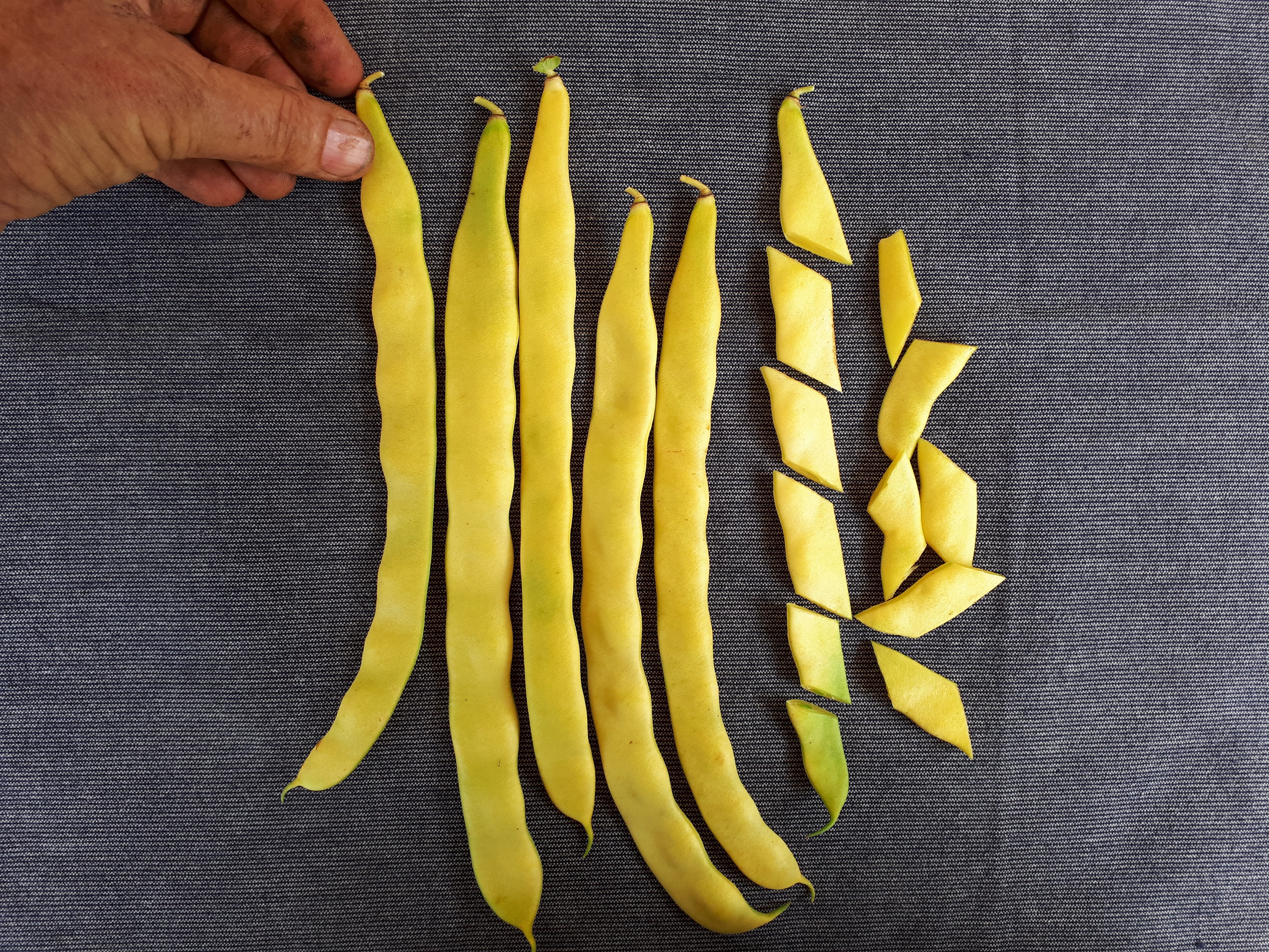 Marvel of Venice Pole Bean