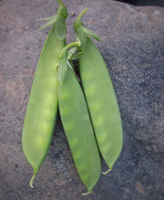 Meeting Place Snow Pea