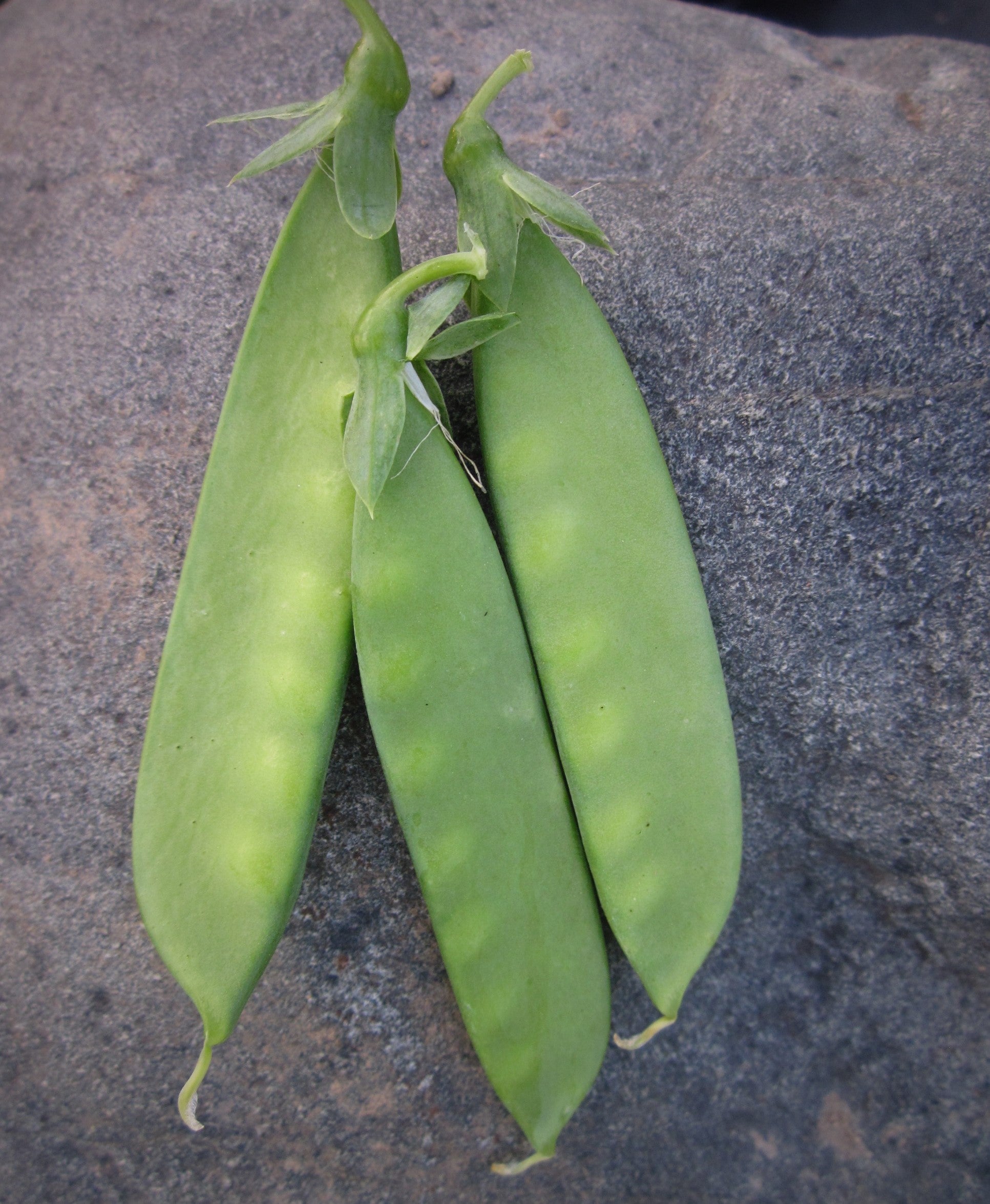 Meeting Place Snow Pea
