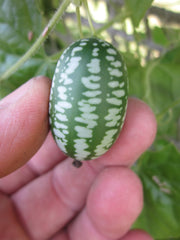 Mexican Sour Gherkin