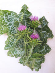 Milk Thistle