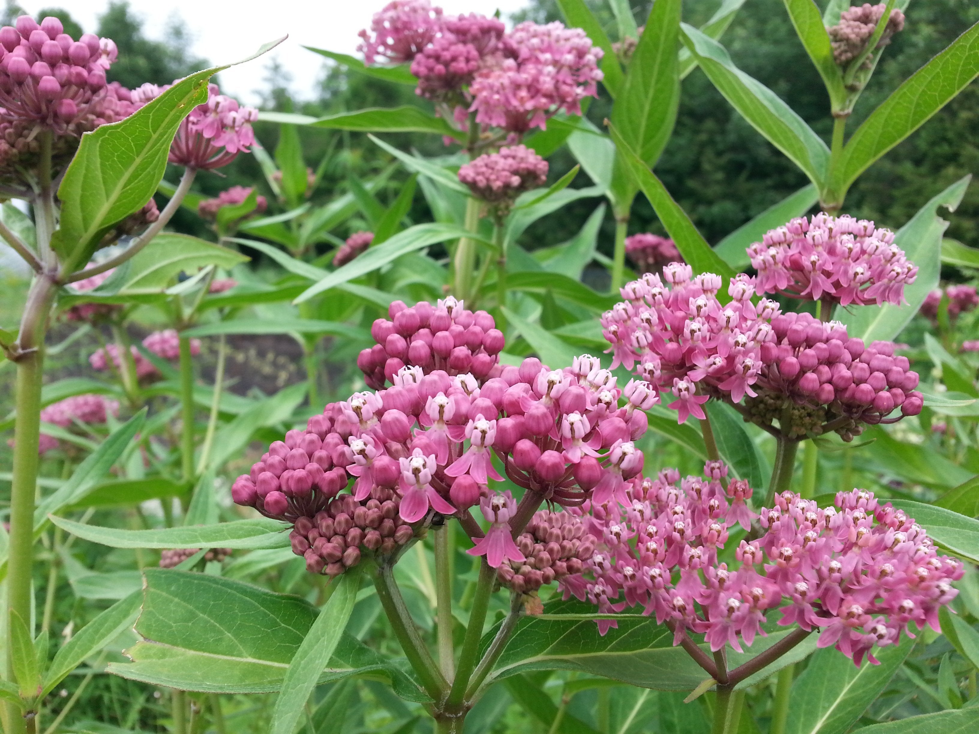 Milkweed - Swamp Milkweed