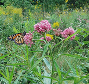 Milkweed - Swamp Milkweed