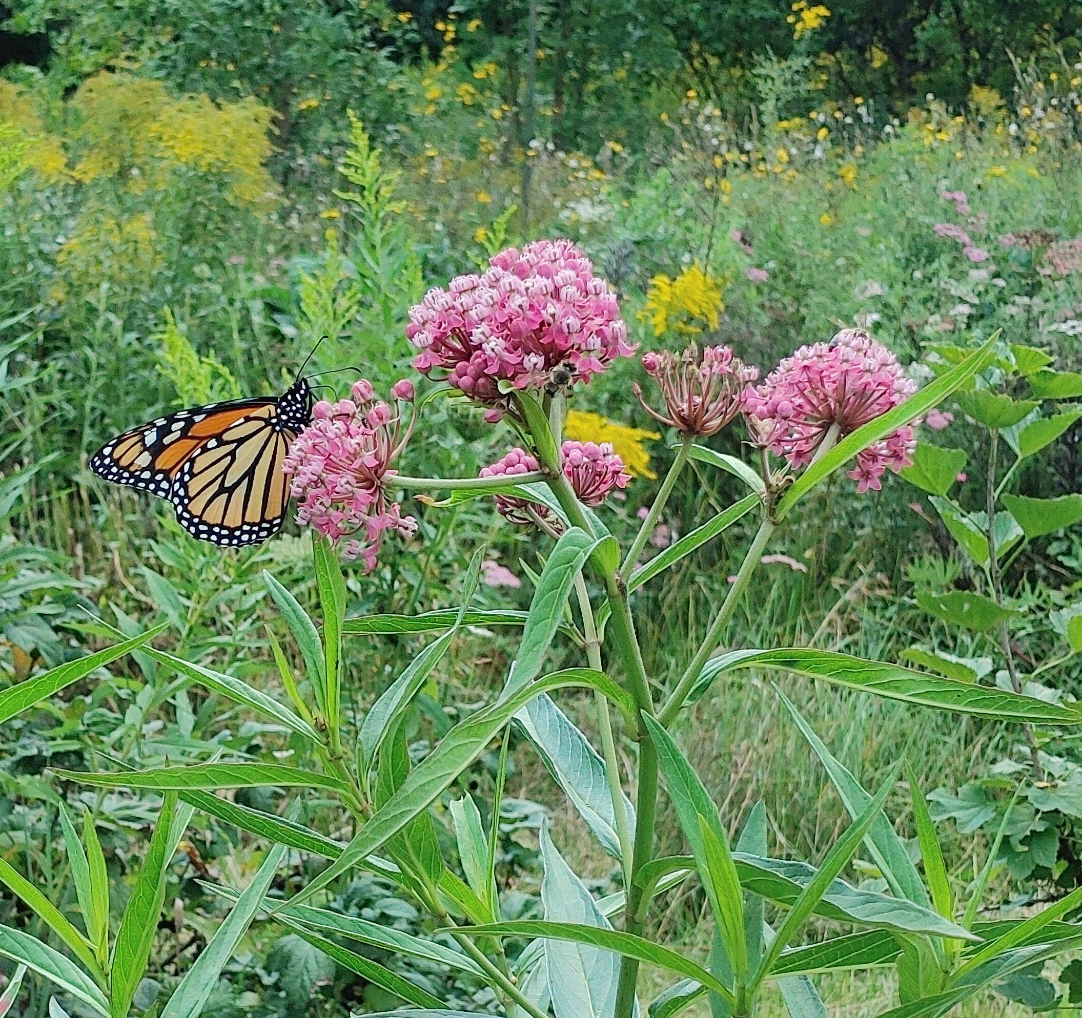 Milkweed - Swamp Milkweed