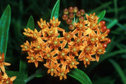 Milkweed - Butterfly Milkweed