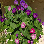 Morning Glory - Back to the Fuchsia