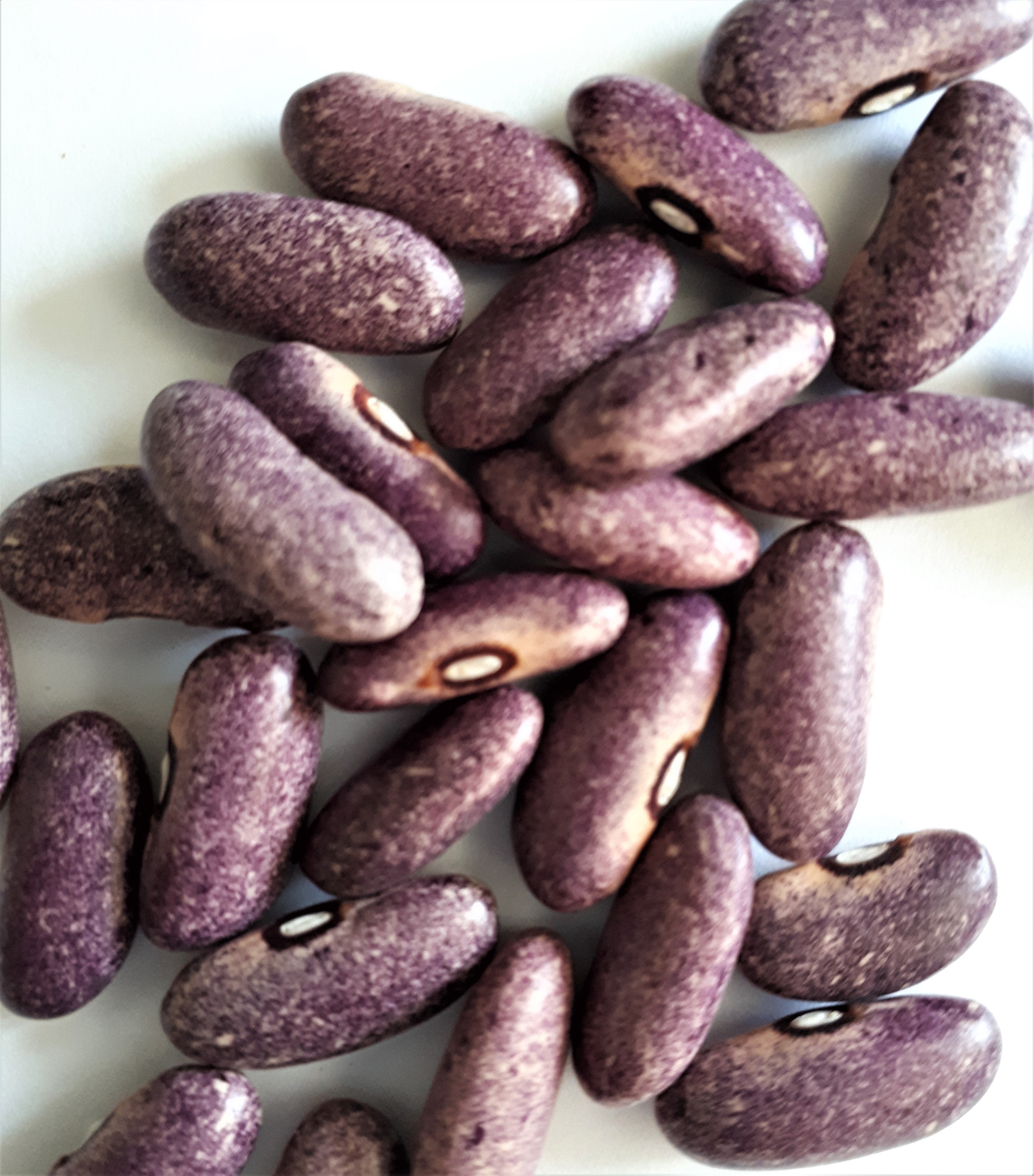 Mrocumiere Bush Bean