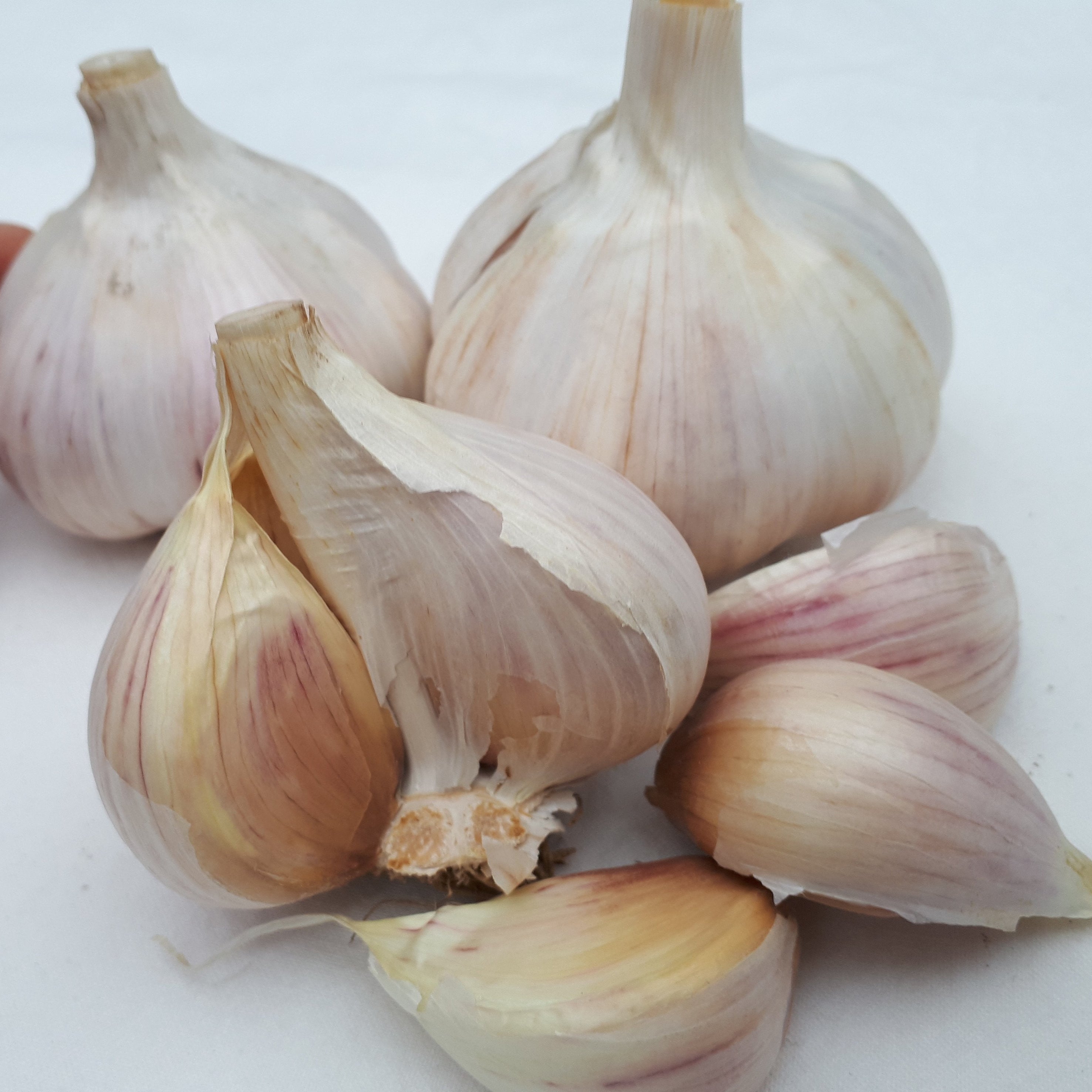 Music, Organic Seed Garlic
