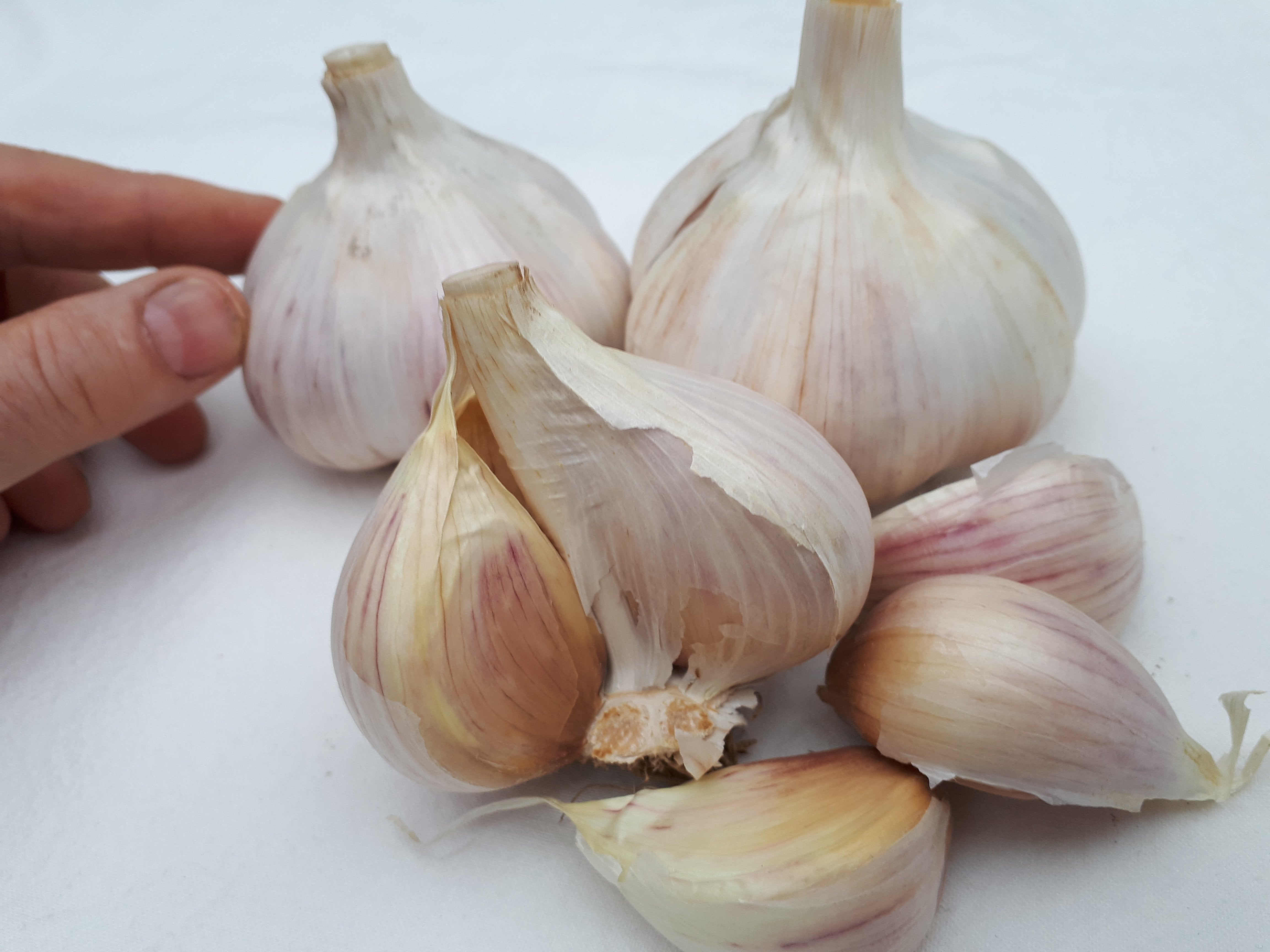 Music, Organic Seed Garlic