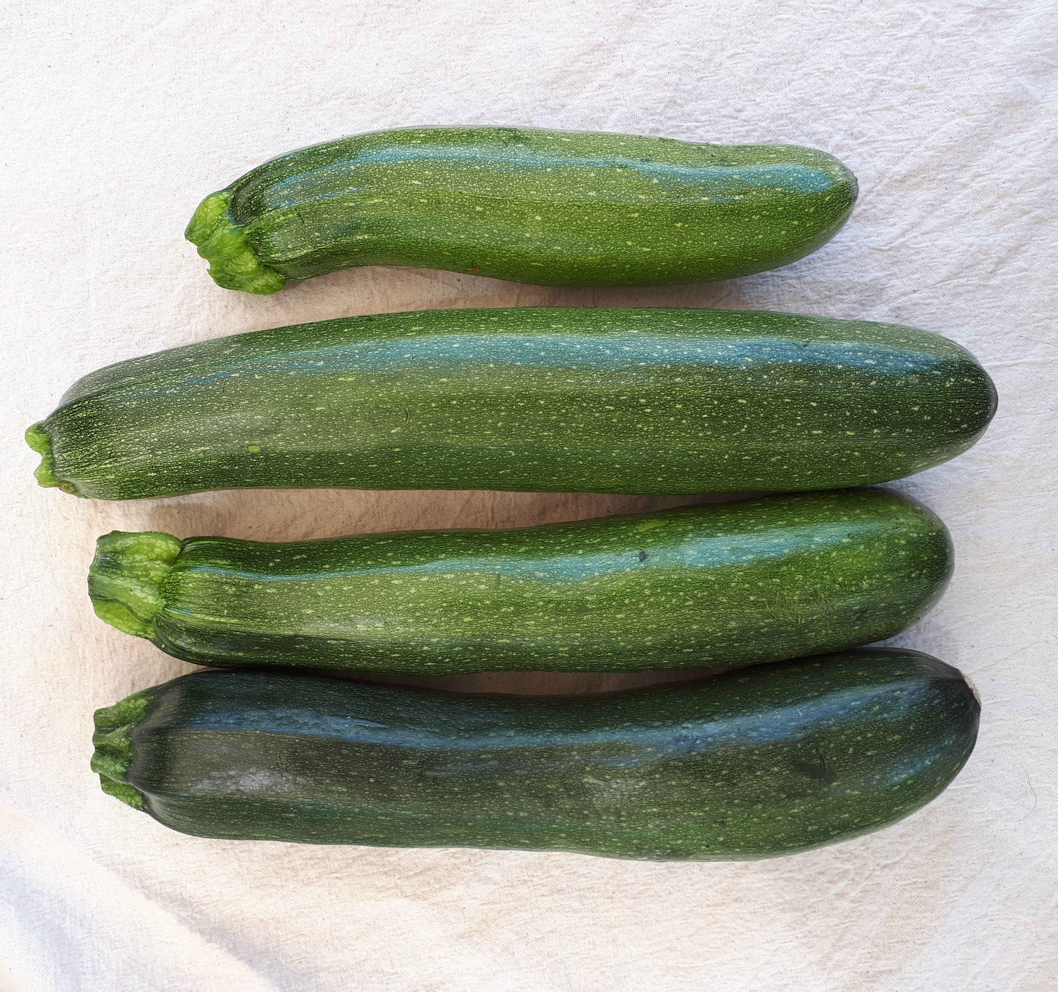 Mutabile Zucchini
