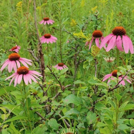 Coneflower - Narrowleaf