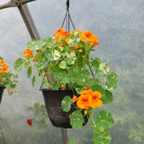 Nasturtium - Alaska Mix