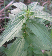 Stinging Nettle