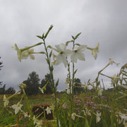Nicotiana - Grandiflora