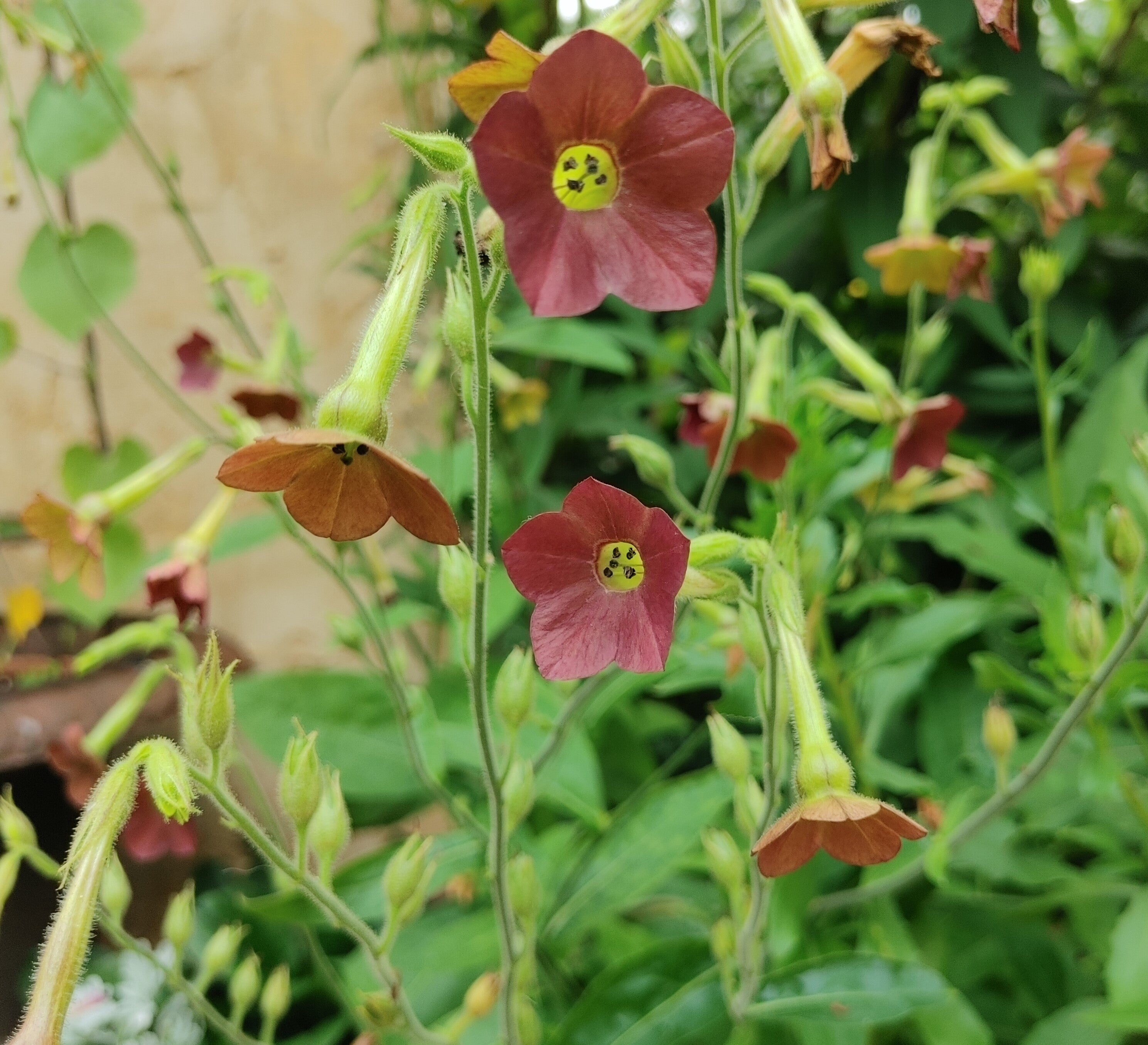 Nicotiana - Hot Chocolate – Hawthorn Farm