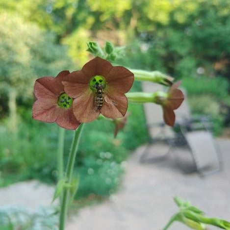 Nicotiana - Hot Chocolate – Hawthorn Farm