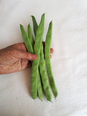 Northeaster Pole Bean