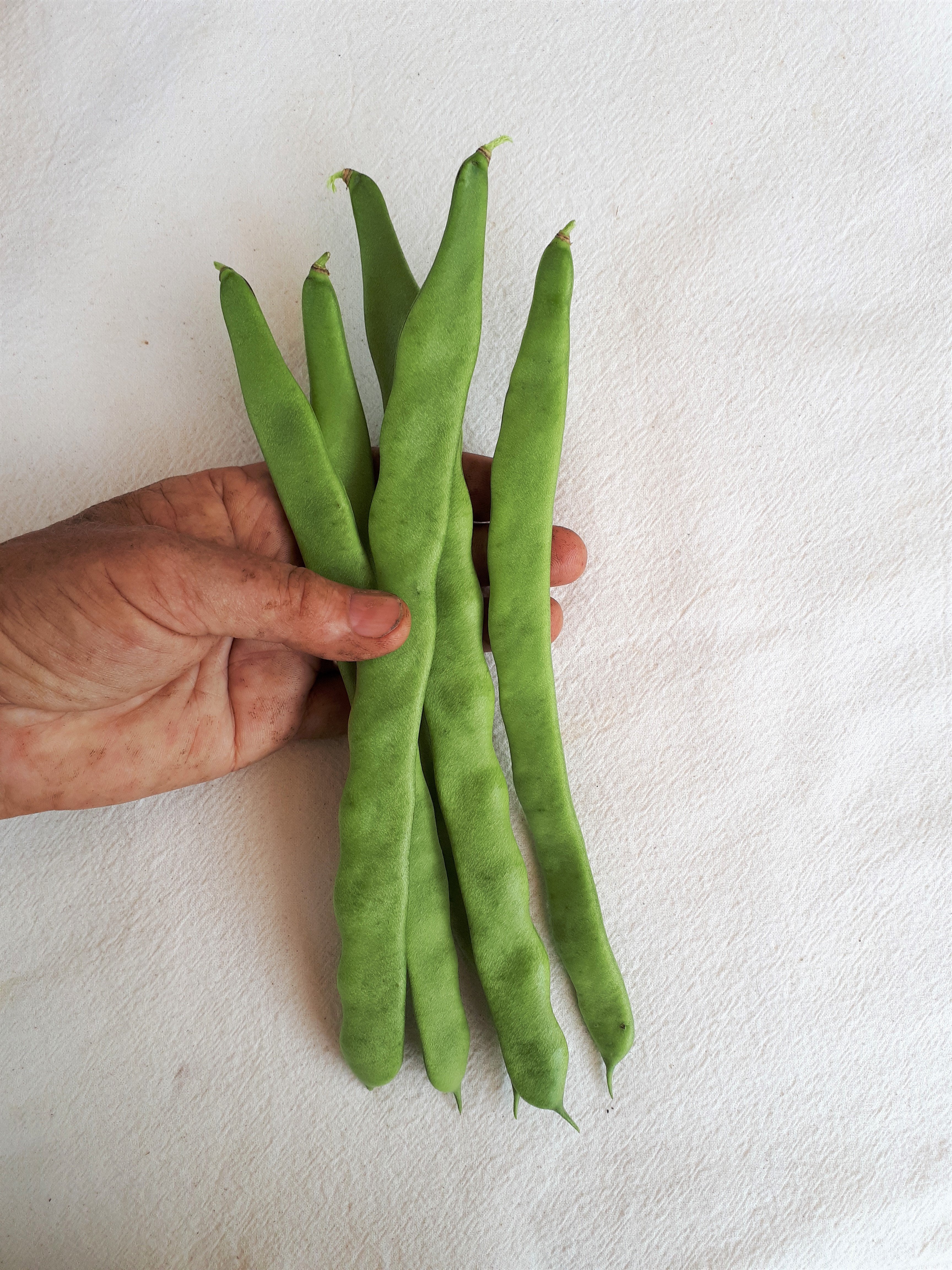 Northeaster Pole Bean