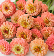 Zinnia - Oklahoma Salmon
