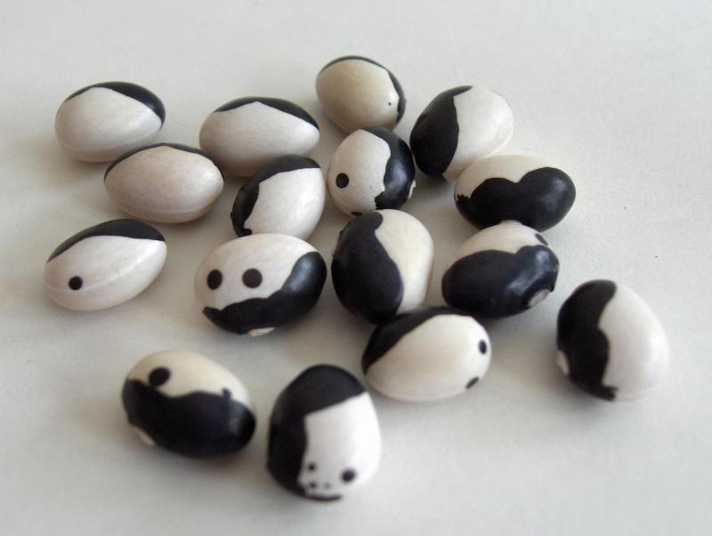 Orca Dry Bean
