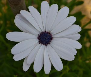 African Daisy