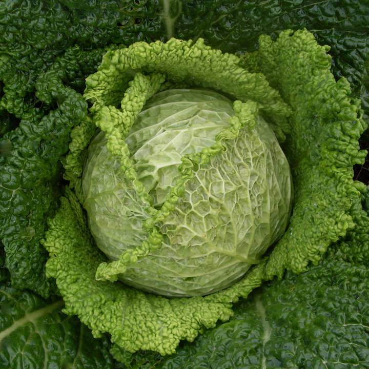 Chieftan Savoy Cabbage
