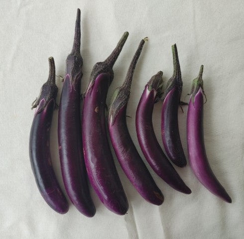 Ping Tung Eggplant