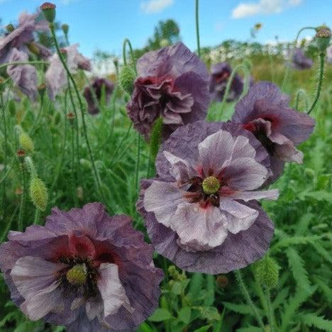 Poppy - Amazing Grey Shirley Poppy