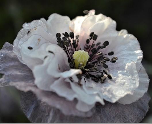 Poppy - Amazing Grey Shirley Poppy