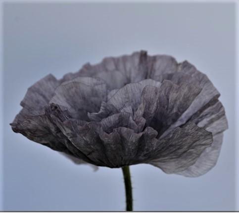 Poppy - Amazing Grey Shirley Poppy