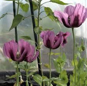 Poppy - Blue Breadseed