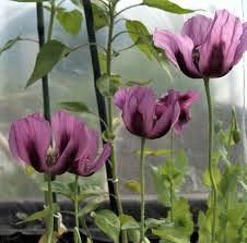 Poppy - Blue Breadseed