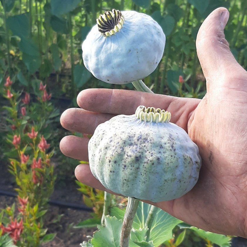 Poppy - Giant Rattle Breadseed Poppy