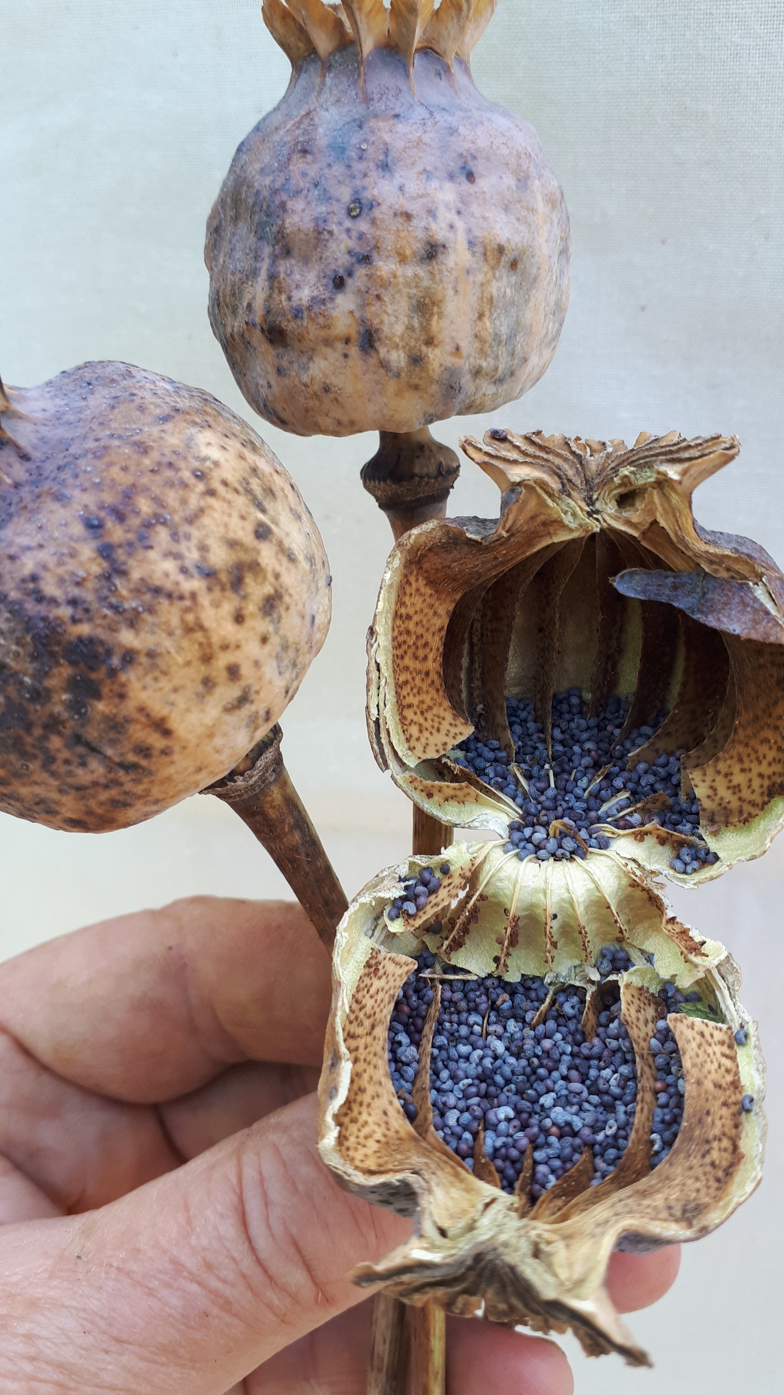 Poppy - Blue Breadseed