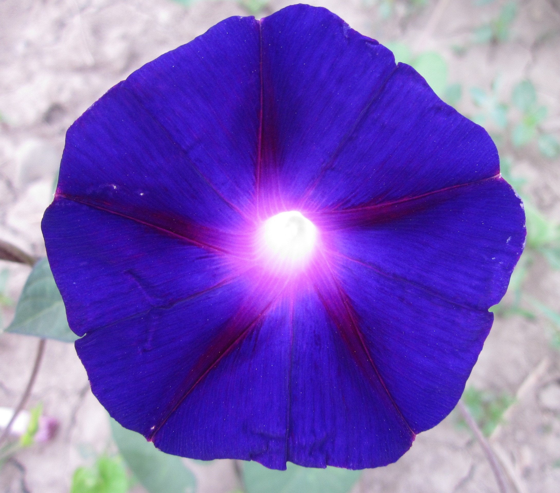 Morning Glory - President Tyler